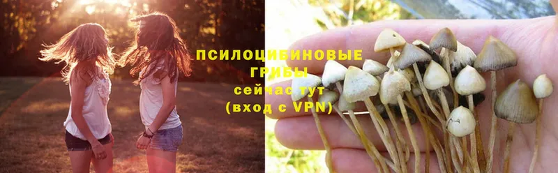 Галлюциногенные грибы Psilocybine cubensis  Рославль 